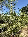 IMG_1902.webp
