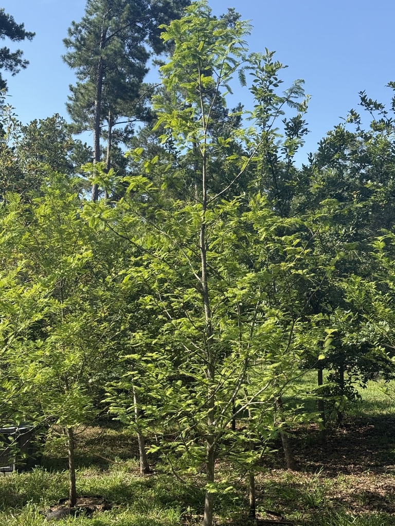 Dawn Redwood