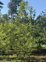 Dawn Redwood